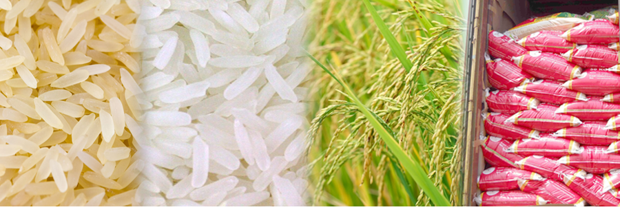 Indian Rice Exporter Gujarat